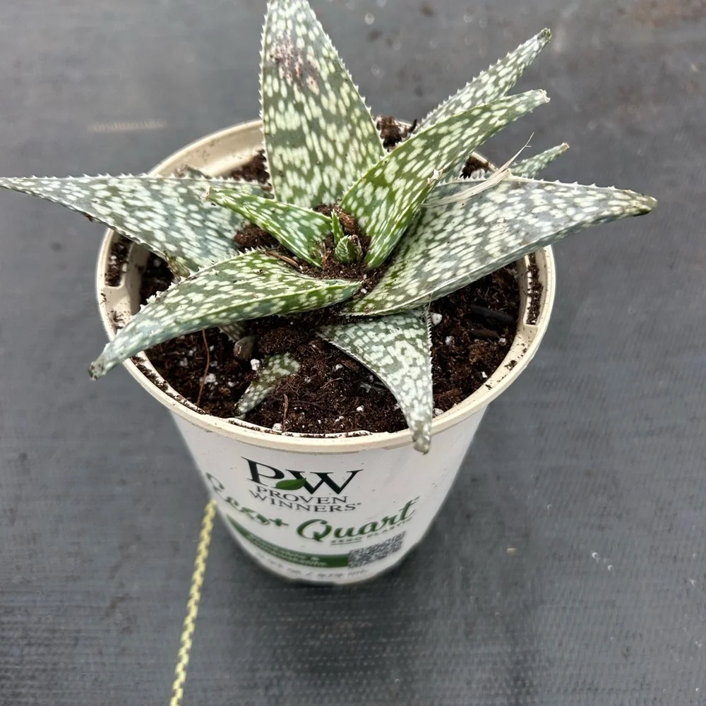 Green and White Reptile Plant